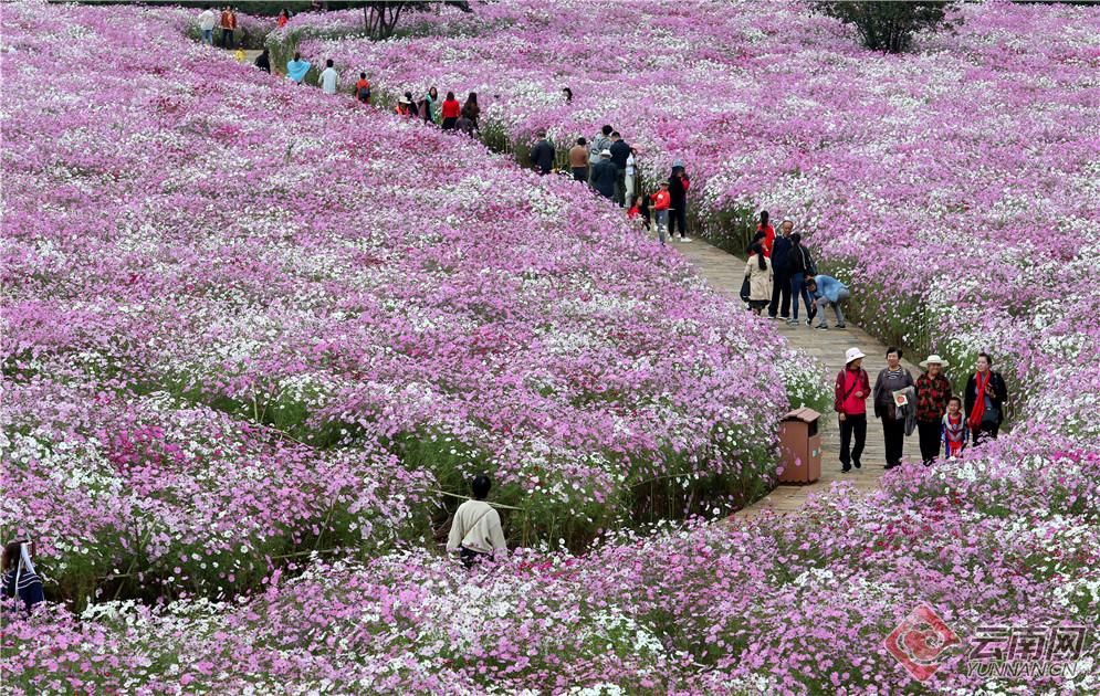 乃古石林 花海图片