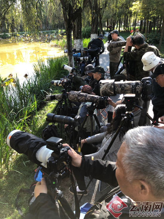 昆明大观楼庚园池塘边有一群"打鸟"人[组图]
