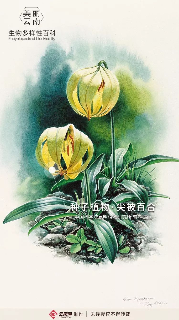 生物多样性百科 种子植物 尖被百合 花朵垂悬宛如华美提灯 科教 云南频道 云南网