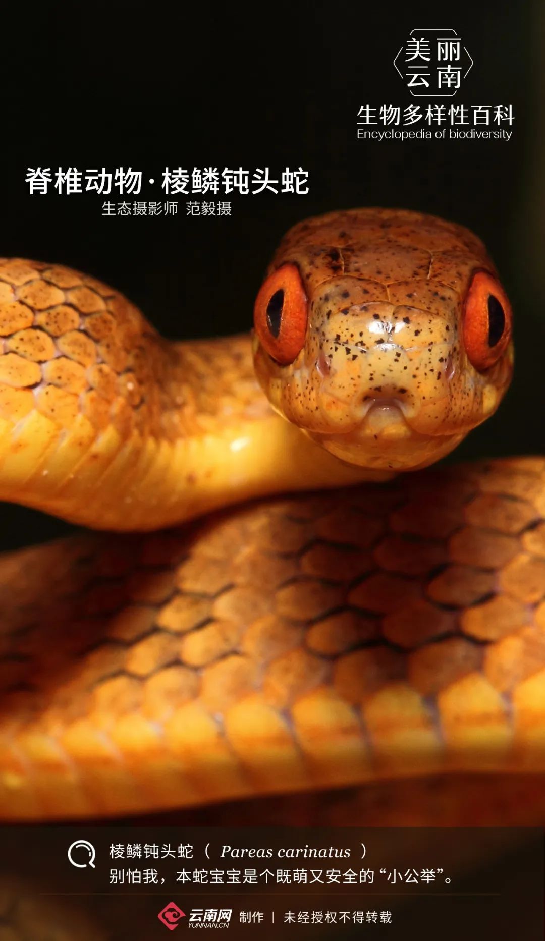 生物多样性百科 脊椎动物 棱鳞钝头蛇 别怕 我没毒也很乖 科教 云南频道 云南网