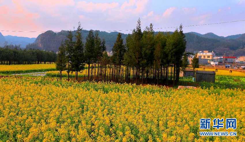 雲南富源:菜花綻放 春回大地