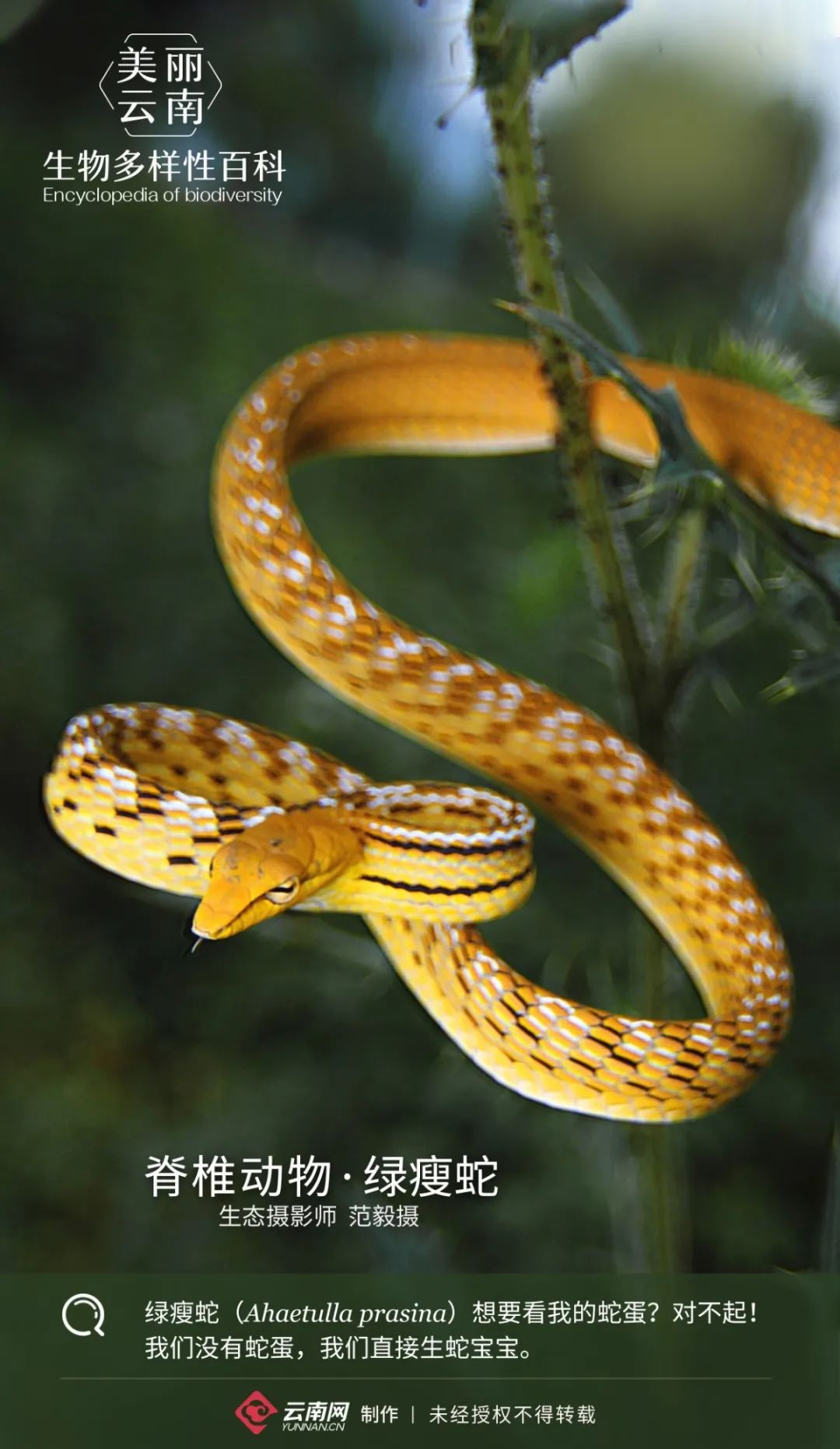 生物多样性百科脊椎动物绿瘦蛇我是不一样的烟火