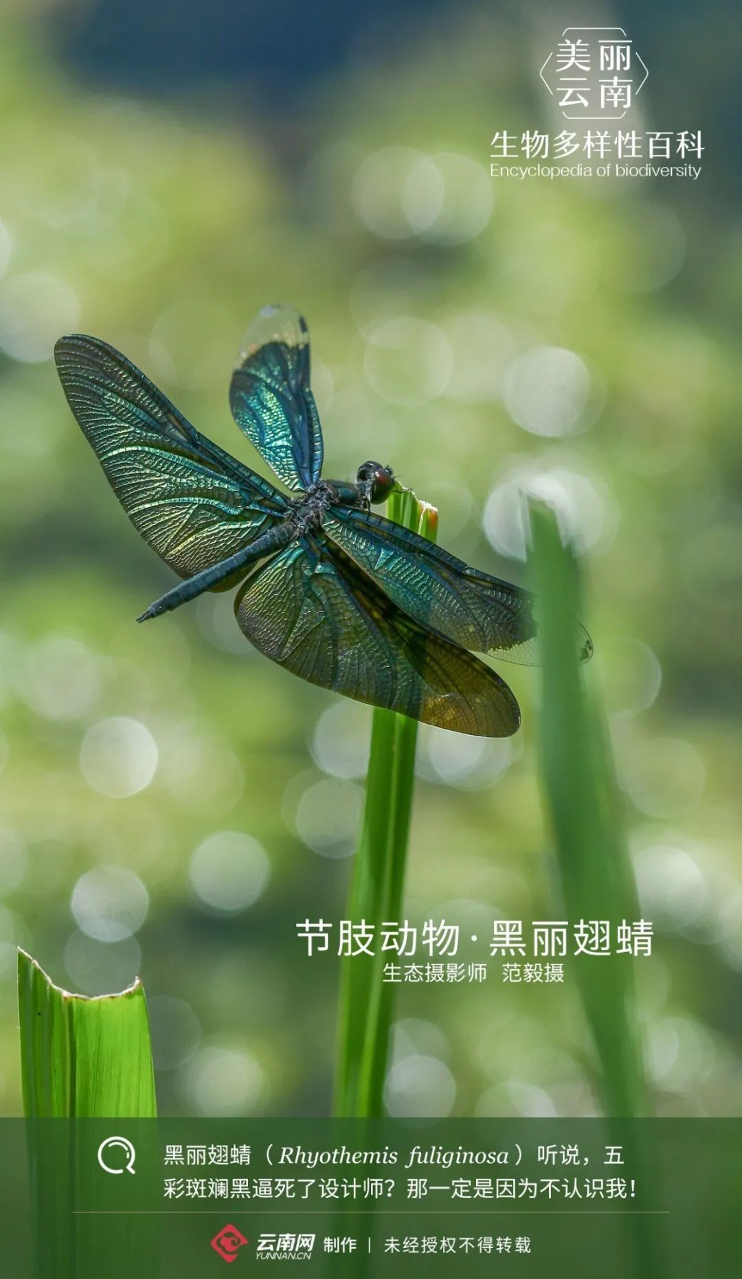 【生物多样性百科】节肢动物·黑丽翅蜻:我就是你们要的“五彩斑斓黑”_科教_云南频道_云南网