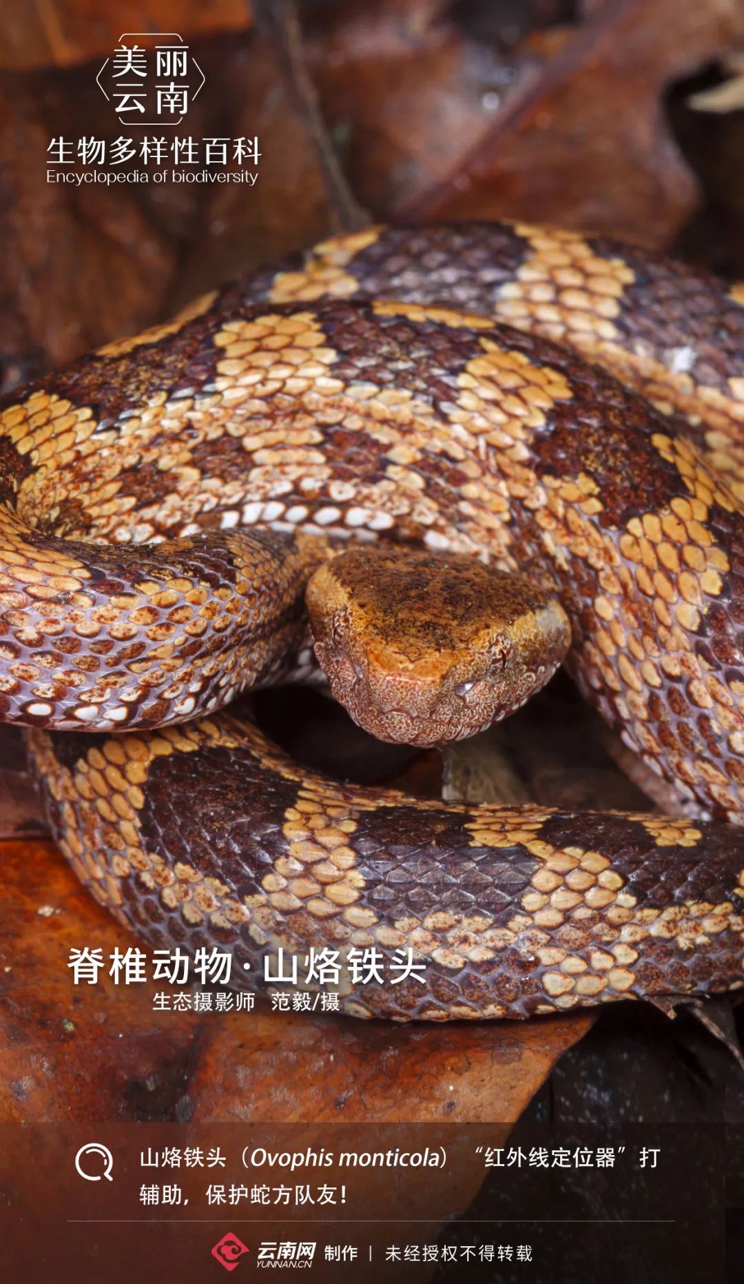 生物多样性百科脊椎动物山烙铁头我的头像烧豆腐那是你对我的毒性一无