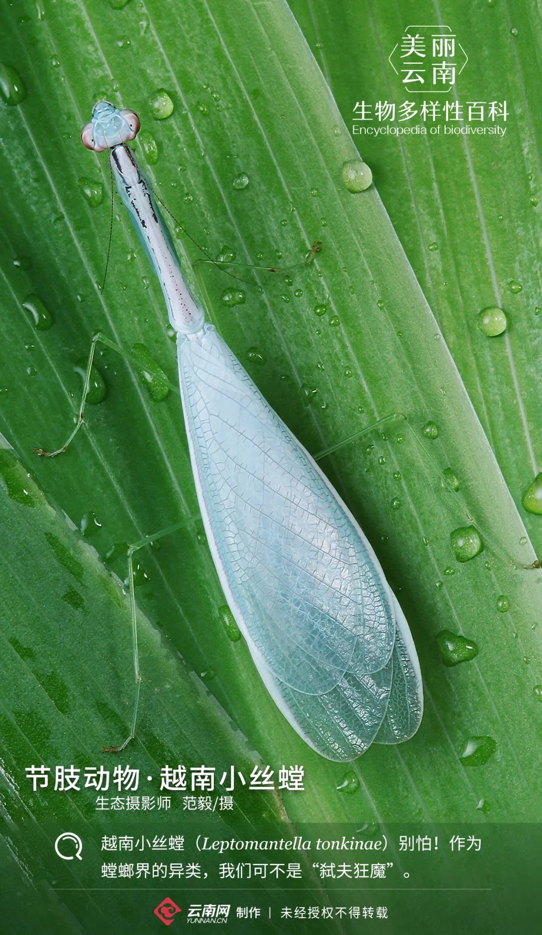 生物多样性百科节肢动物越南小丝螳我们拒绝成为弑夫狂魔
