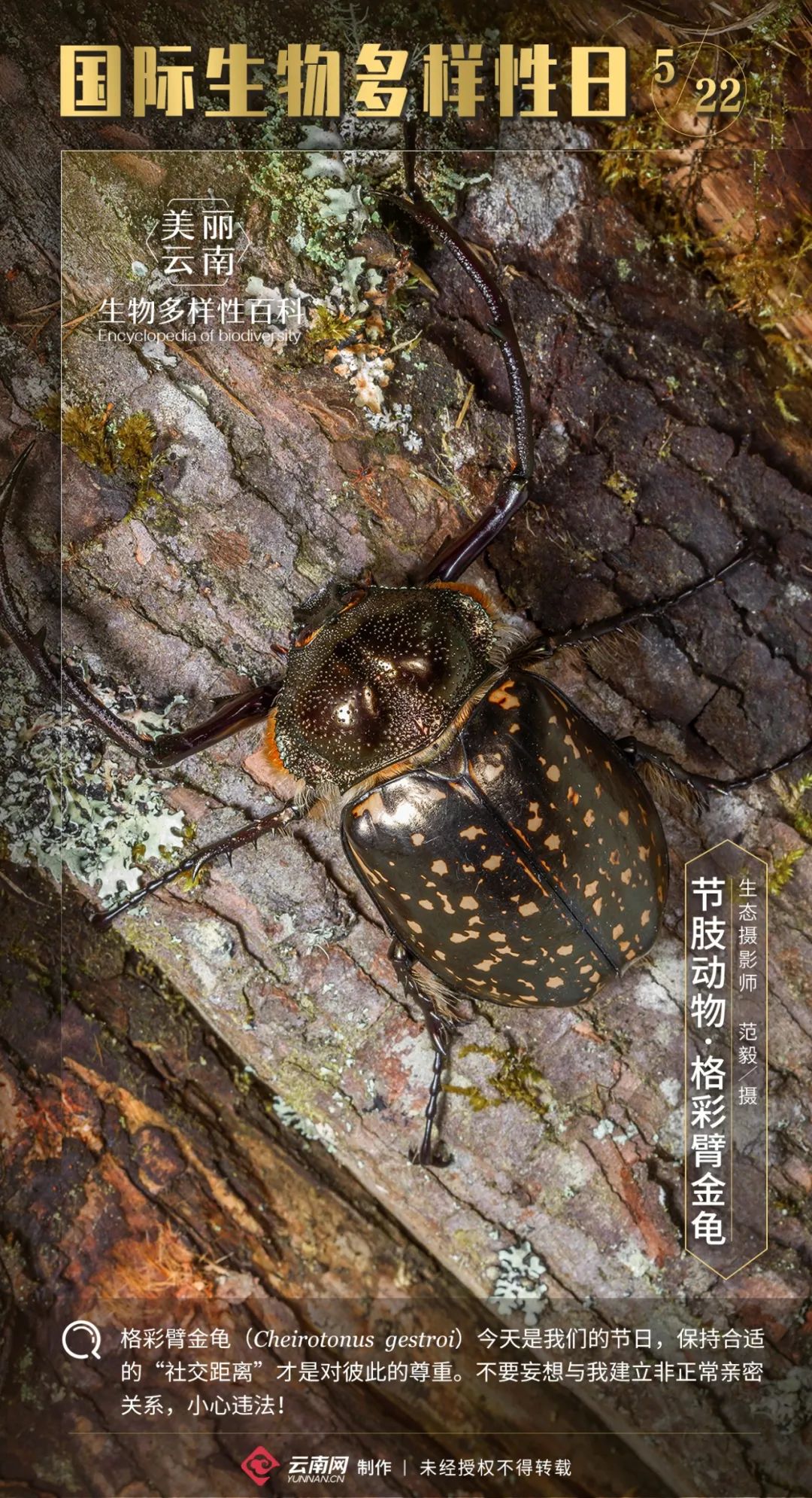 生物多样性百科节肢动物格彩臂金龟保持适当距离就是给我过节了