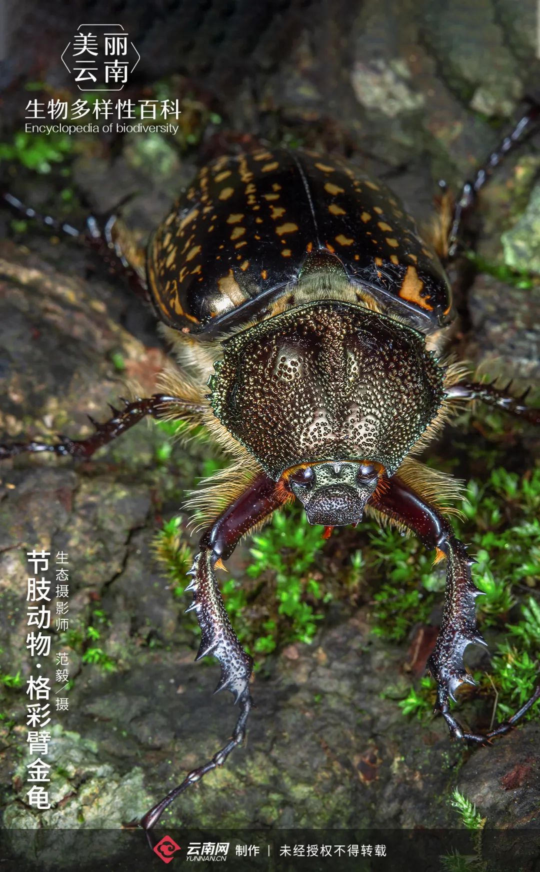 生物多样性百科节肢动物格彩臂金龟保持适当距离就是给我过节了