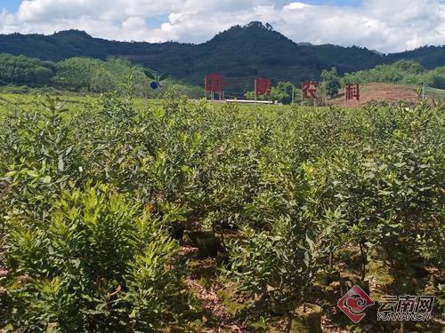 云南江城坚果群众心里的致富果