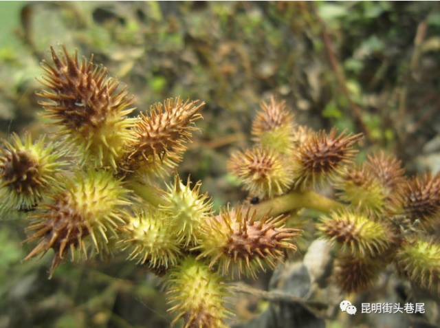 哈哈哈哈哈哈哈哈哈但是,成熟后的茎皮是制造绳索的原料可以说长的很