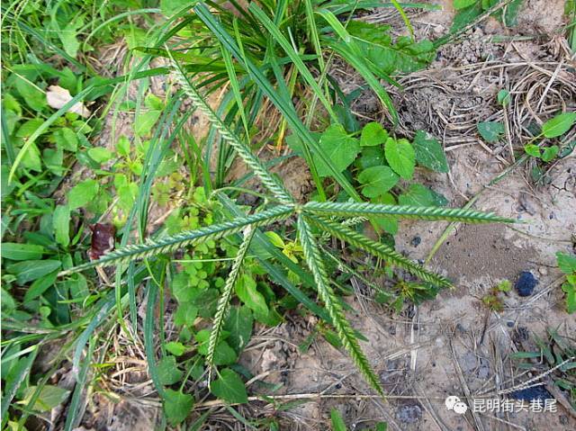 全草煎水服,可防治乙型腦炎根系非常發達,能牢牢的抓住泥土牛筋草稈葉