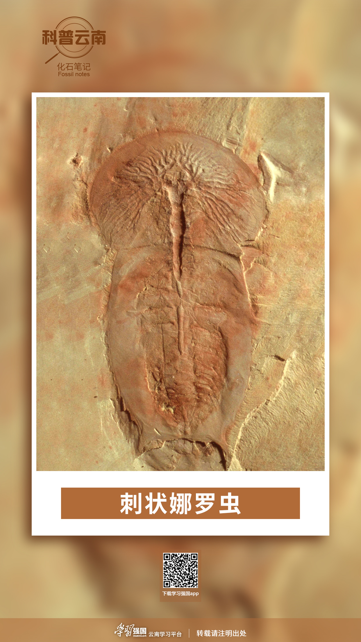 科普云南化石笔记刺状娜罗虫