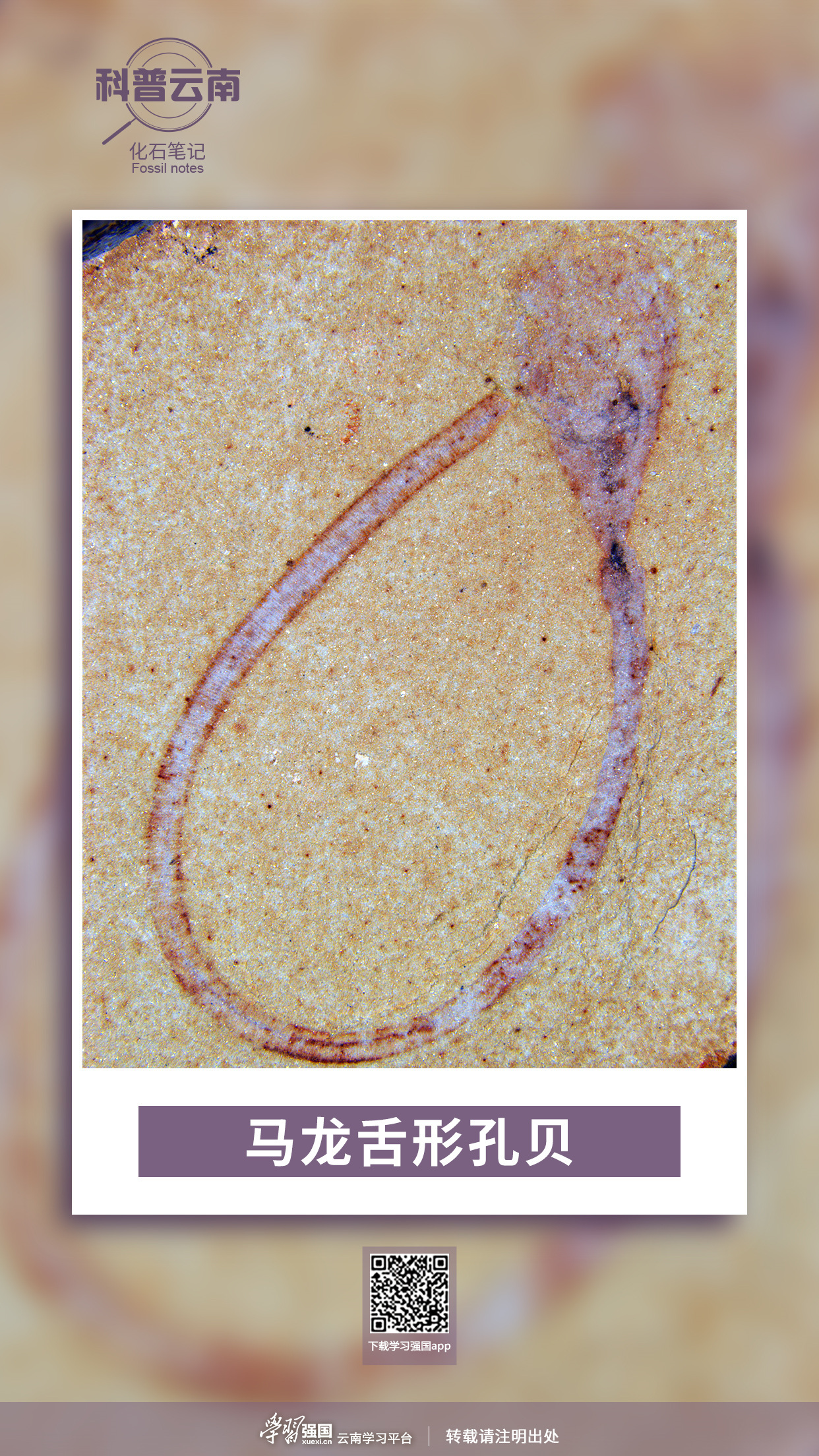 科普云南化石笔记马龙舌形孔贝