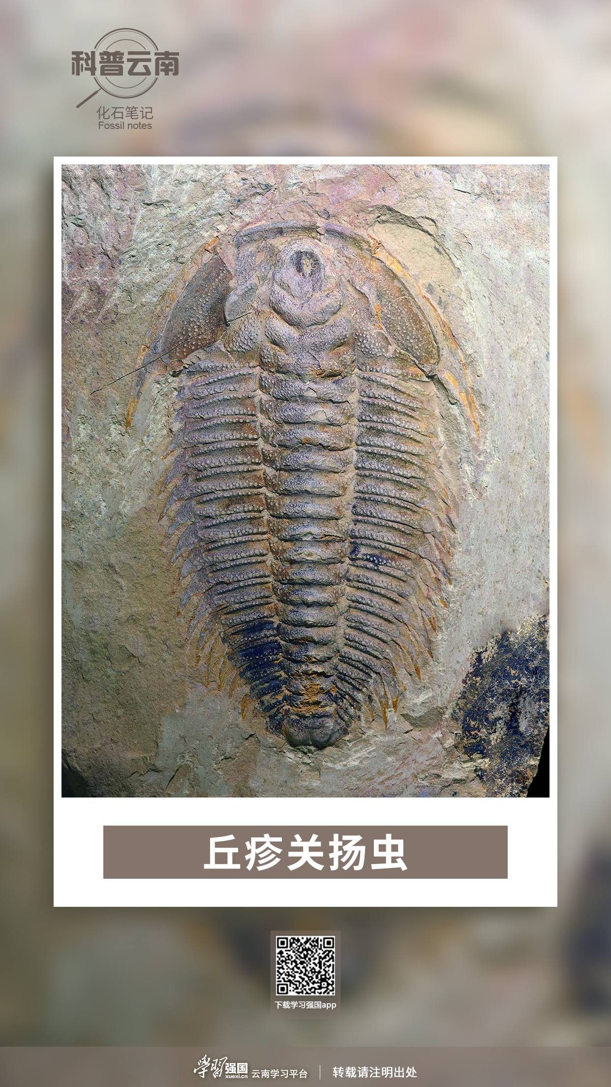科普云南化石笔记丘疹关扬虫