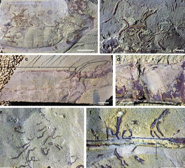 云南澄江生物群又现新物种群居喇叭虫揭示518亿年前就有体内共生关系