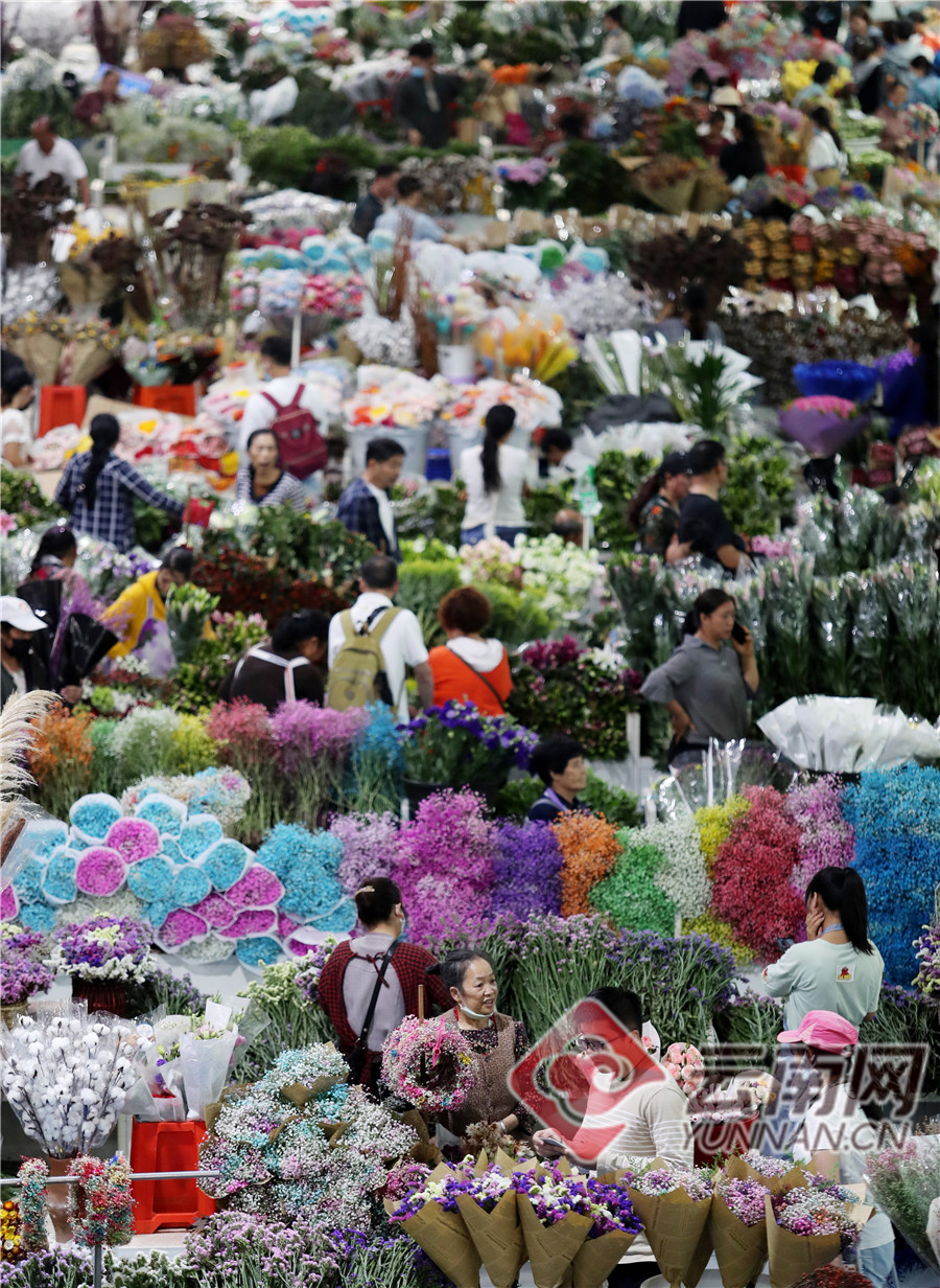 国庆中秋双节假日以来,昆明市呈贡斗南花市鲜花经济持续升温,在斗南