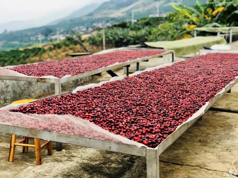 重新认识云南普洱咖啡!这条线路带你感受"远山树林的味道"