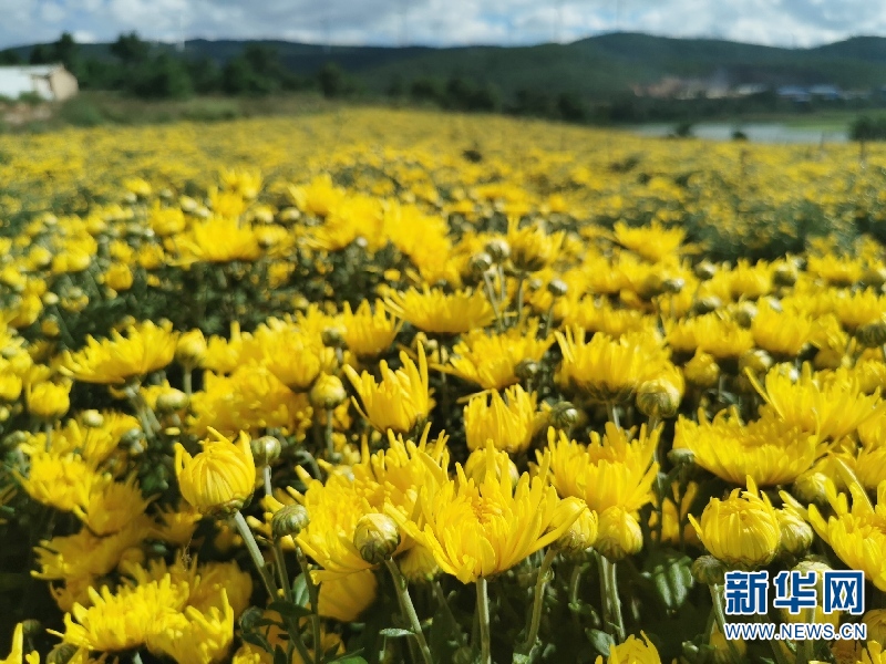 云南祥云千亩药菊撬动山区增收560万