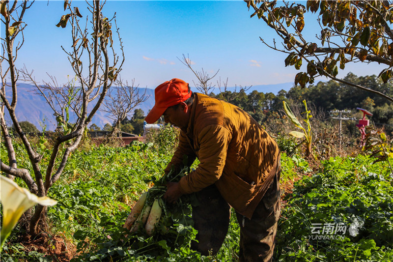 【共舞长江经济带 绘就云岭新画卷·图片展】田园农夫纳世东的生态