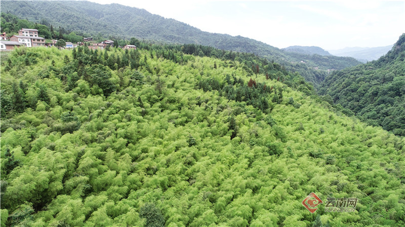 在县城后山上,万亩竹海成为"竹海新城,山水绥江"最鲜明的底色.
