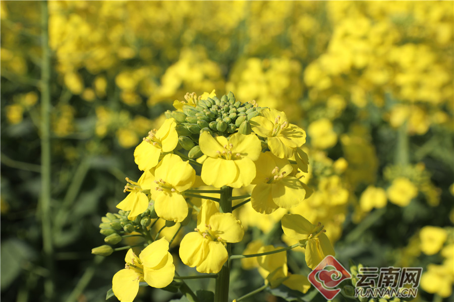 雲南羅平縣:農技人員把脈百萬畝油菜保豐收