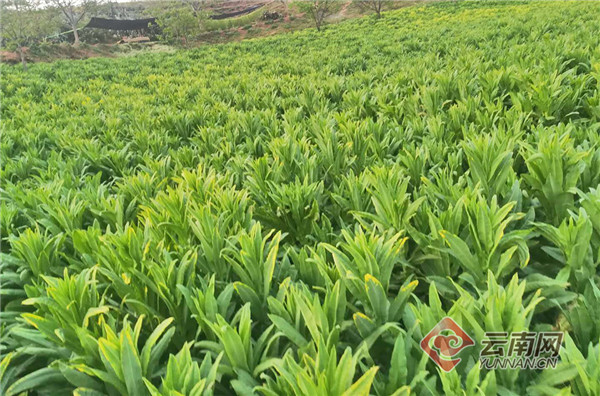 云南昌宁贡菜丰收农民增收
