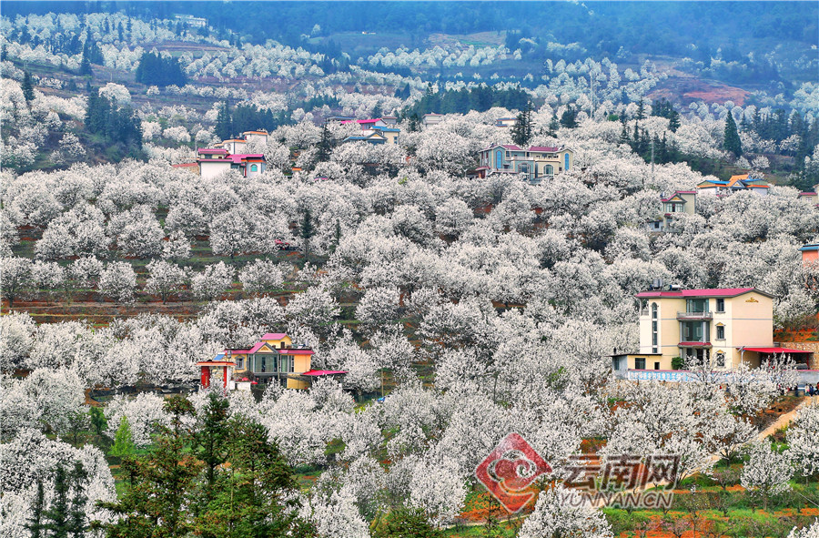 雲南箇舊市:加級寨萬畝梨花開出最美春天