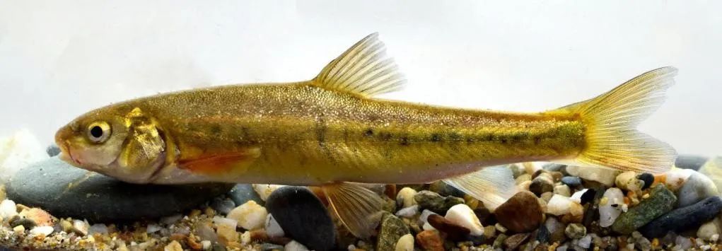 怒江中下游部分特有鱼类分布区扩大 _科教_云南频道_云南网