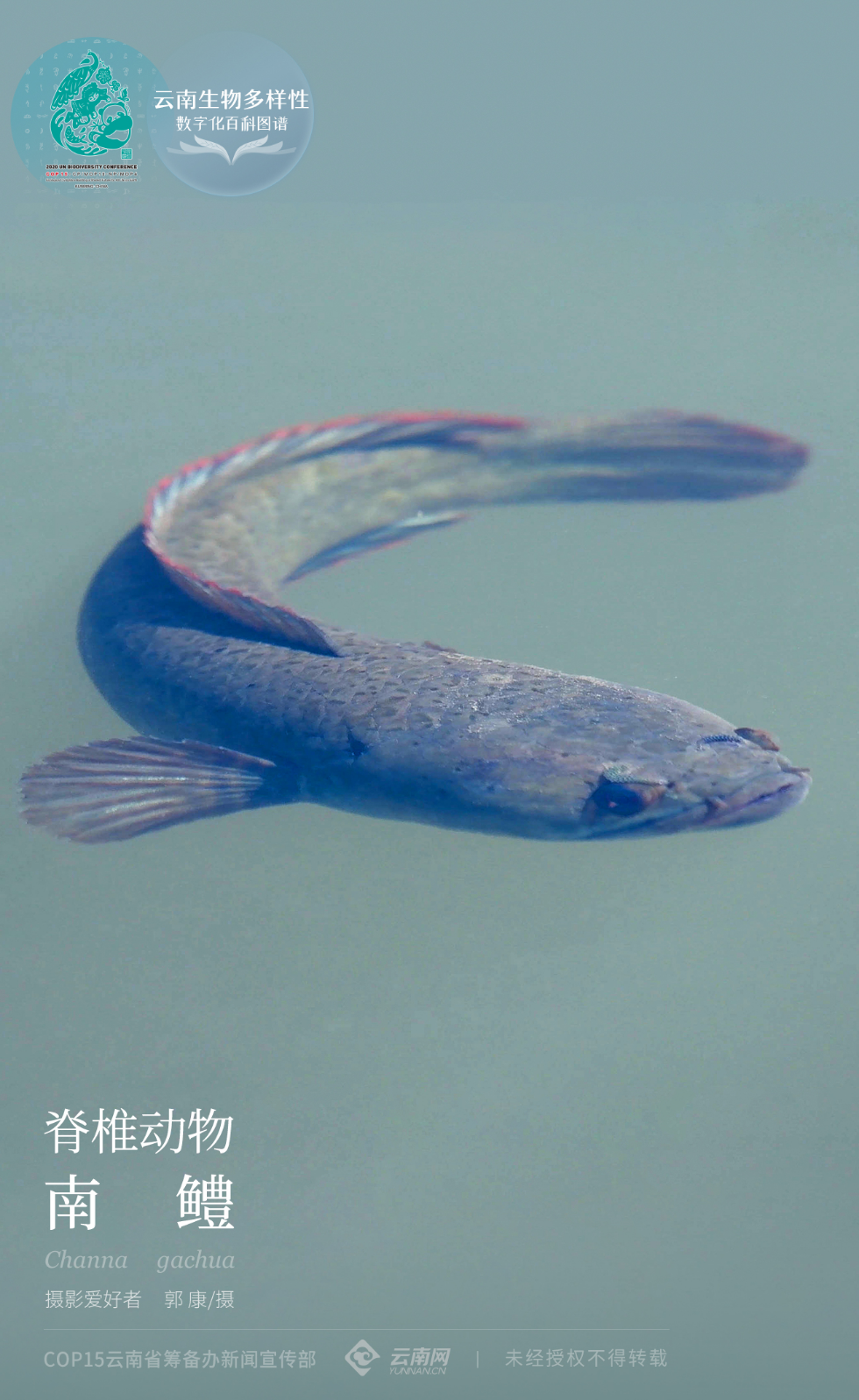 【云南生物多样性数字化百科图谱】脊椎动物·南鳢:这个杀手有点冷