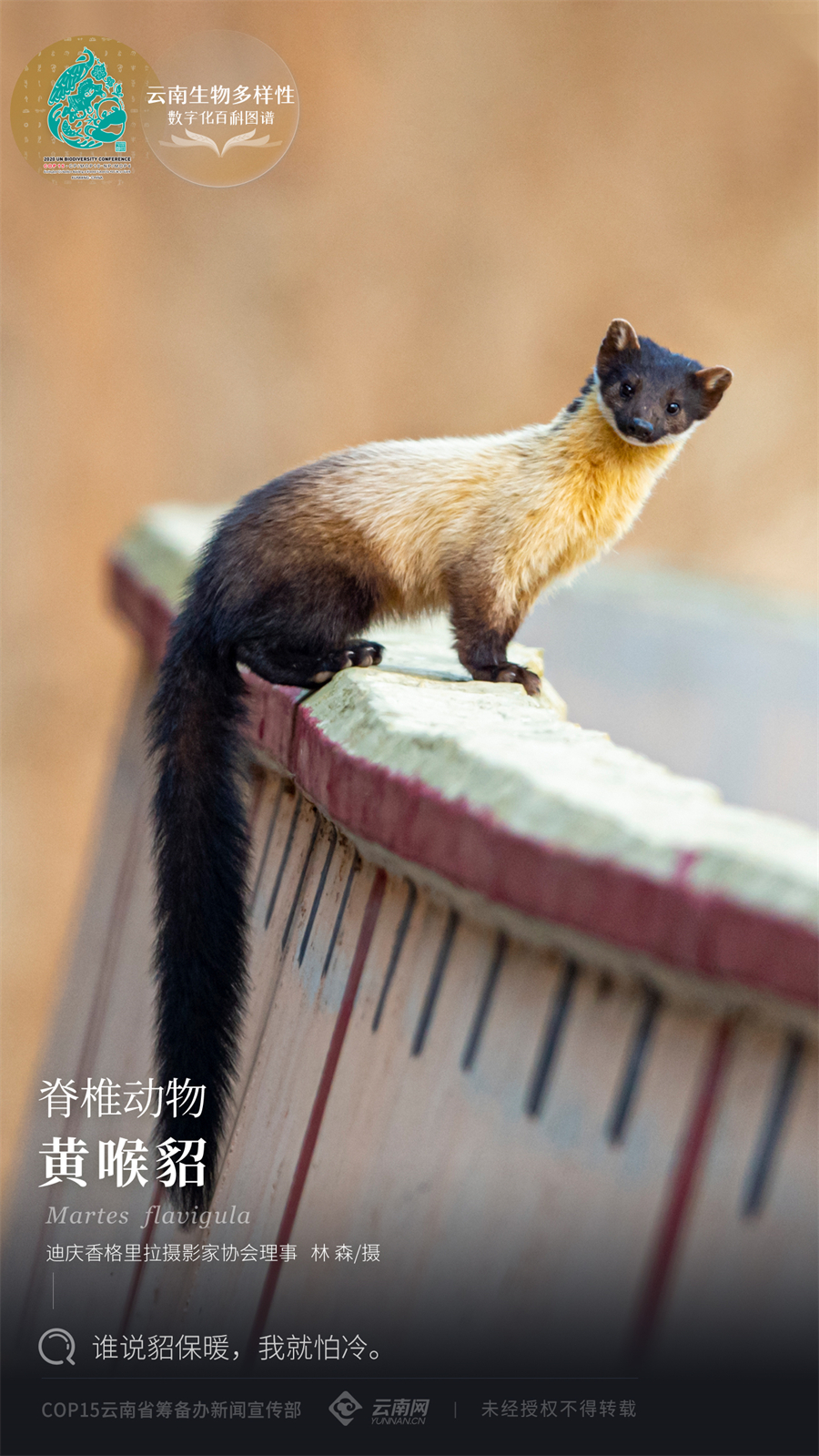 云南生物多样性数字化百科图谱脊椎动物黄喉貂谁说貂保暖我就怕冷