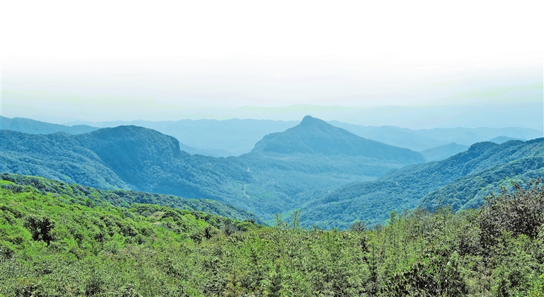 景東哀牢山無量山國家級自然保護區 記者 陳飛 攝