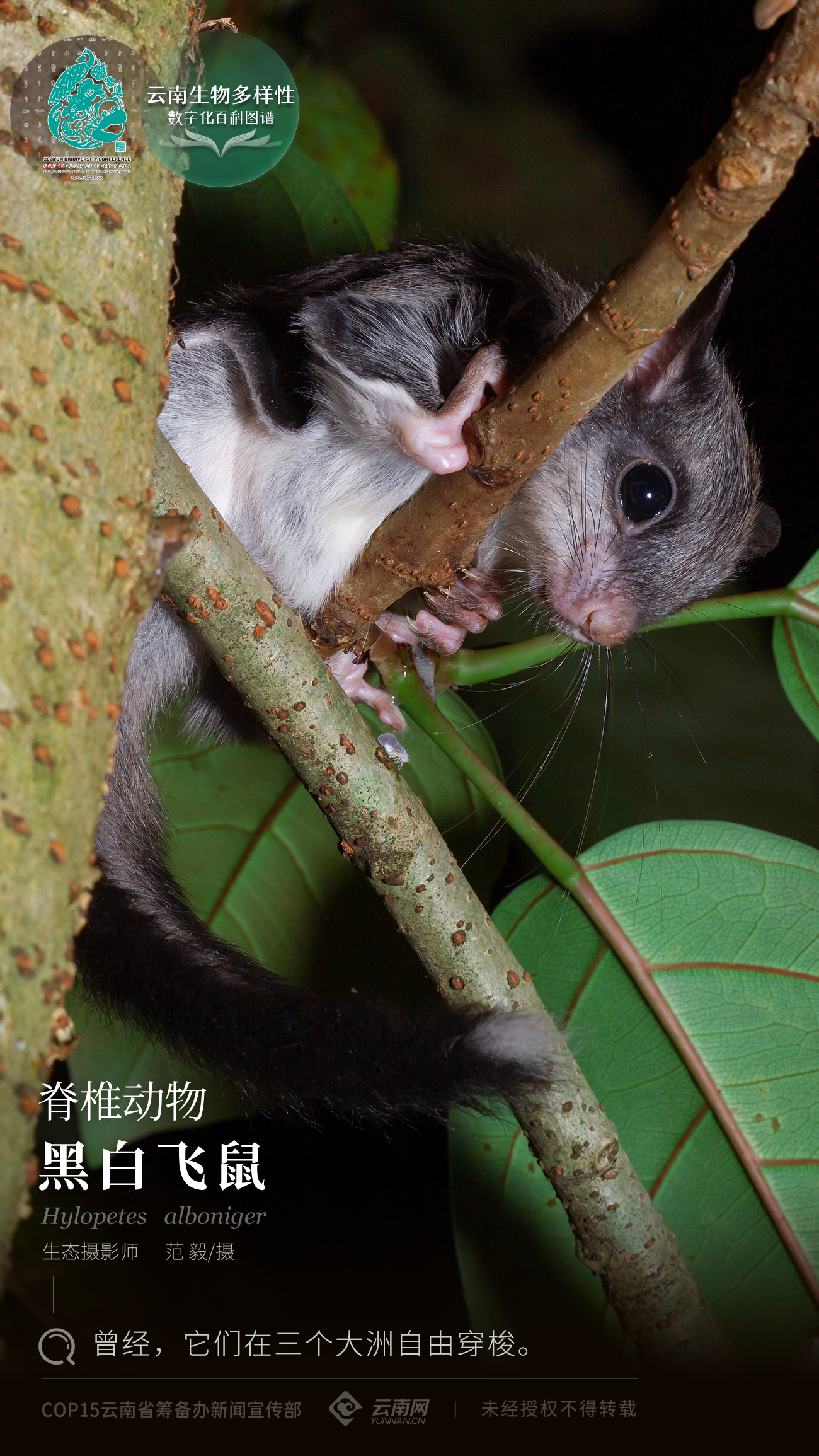【云南生物多样性数字化百科图谱】脊椎动物·黑白飞鼠:曾经,它们在三