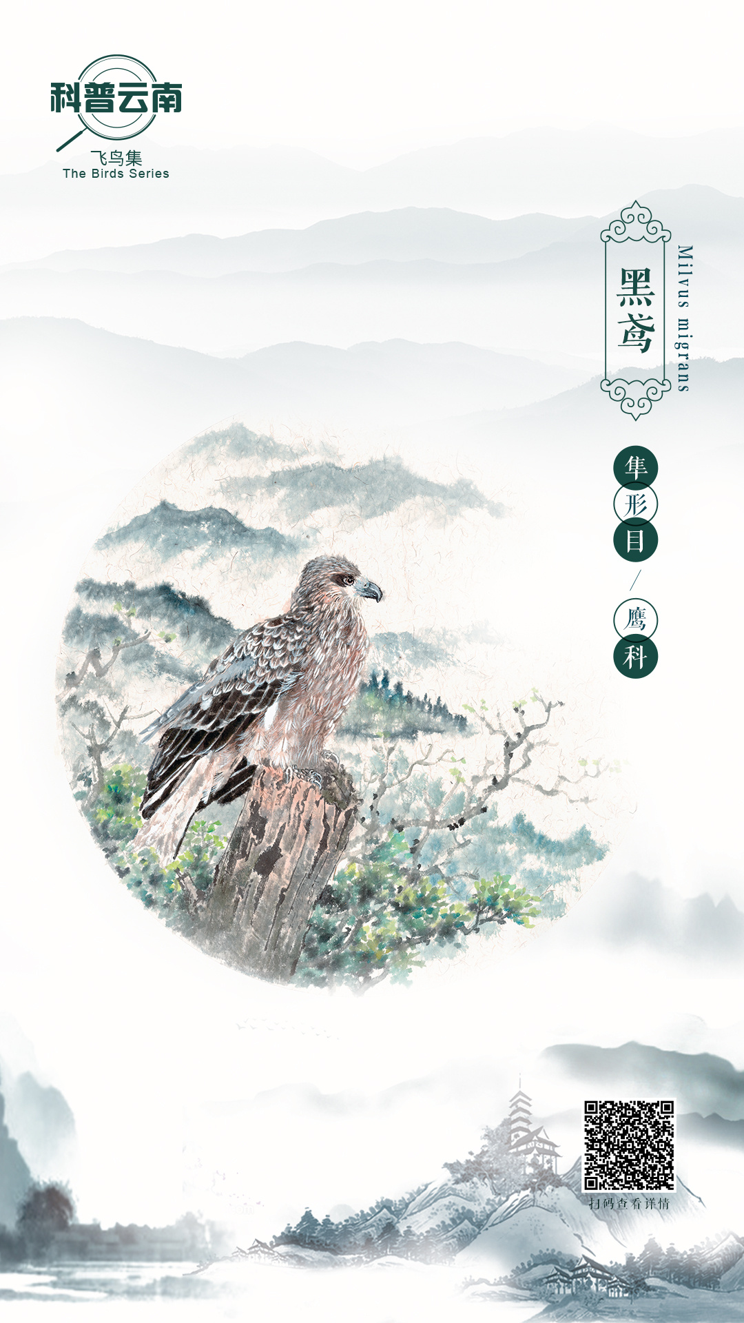 科普云南|飞鸟集——鹰科·黑鸢_云南网