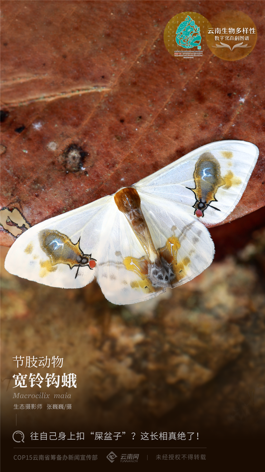 【云南生物多样性数字化百科图谱】节肢动物·宽铃钩蛾:往自己身上扣