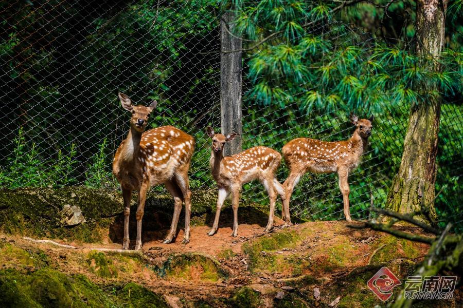 視頻丨前方高萌預警雲南野生動物園新生動物見面啦