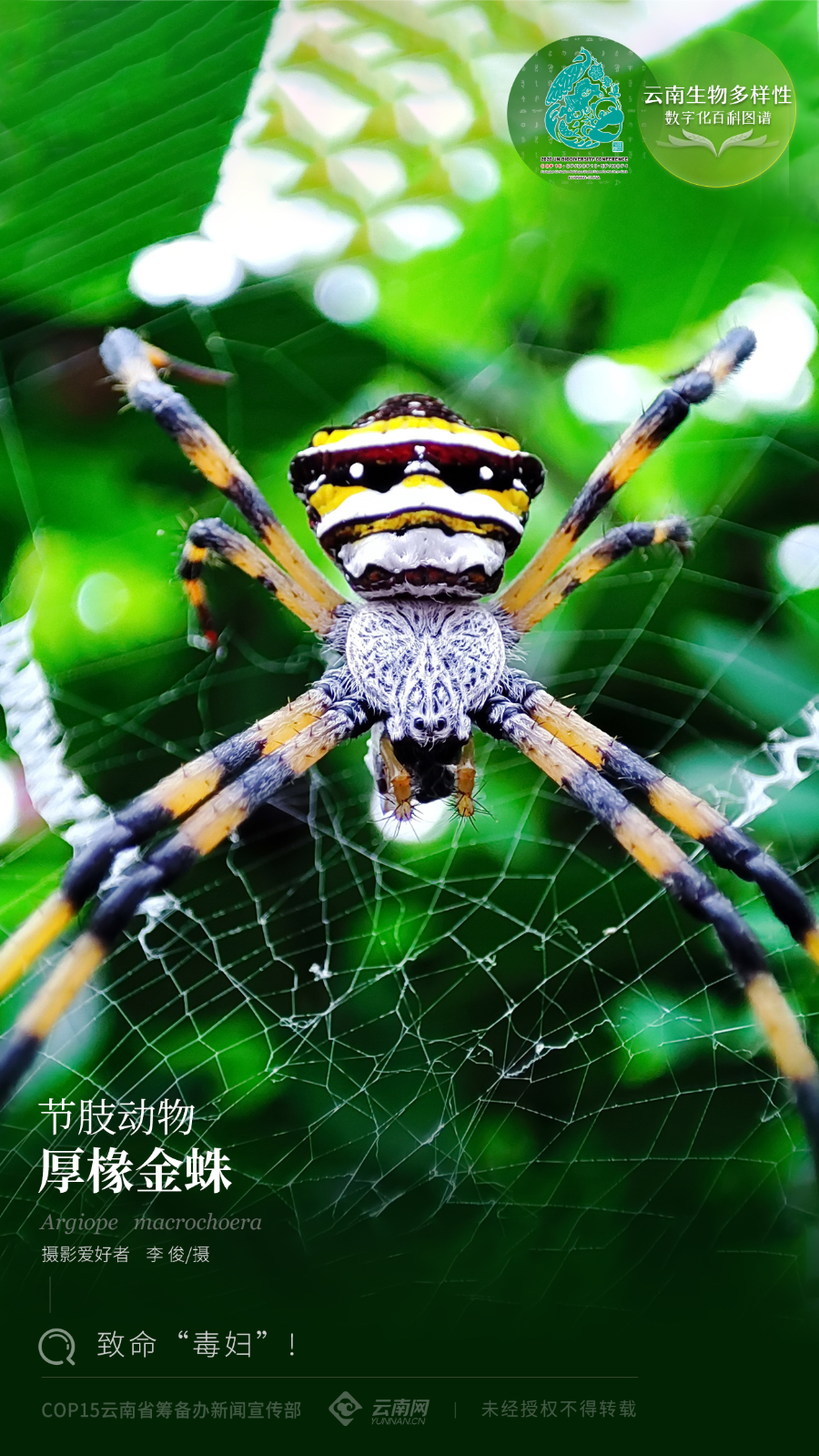 【云南生物多样性数字化百科图谱】节肢动物·厚椽金蛛:致命"毒妇"