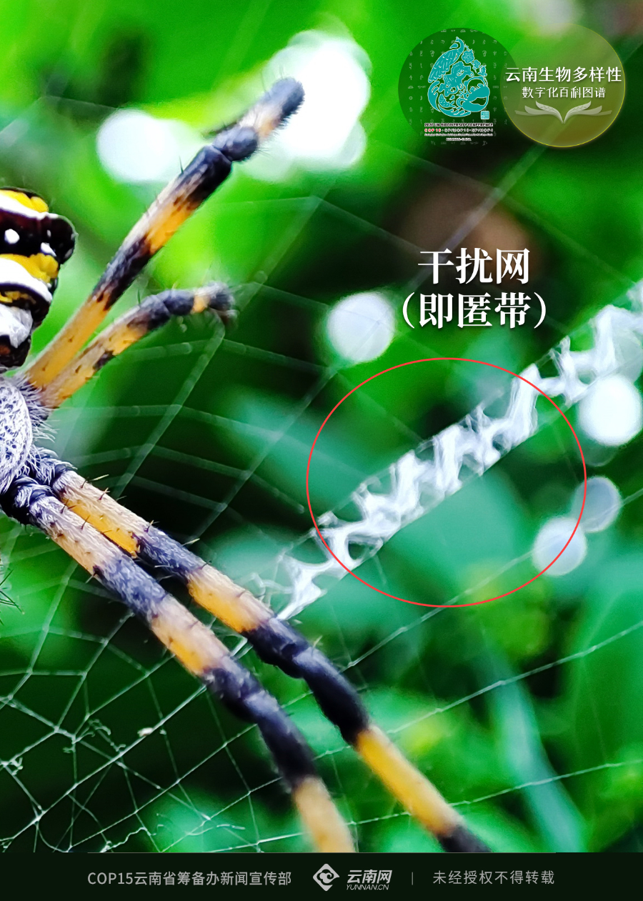 【云南生物多样性数字化百科图谱】节肢动物·厚椽金蛛:致命"毒妇"