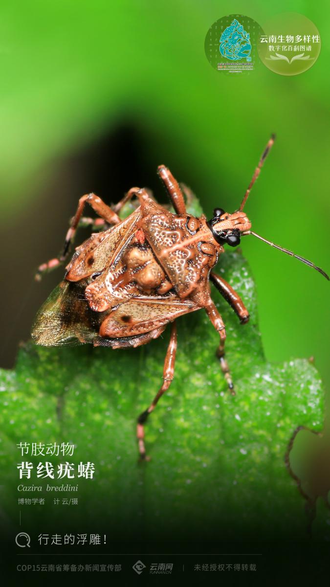 【云南生物多样性数字化百科图谱】节肢动物·背线疣蝽:行走的浮雕