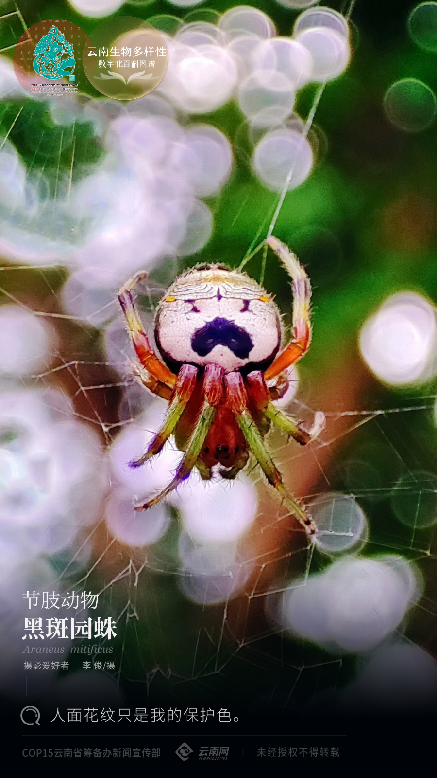 【云南生物多样性数字化百科图谱】黑斑园蛛:人面花纹只是我的保护色