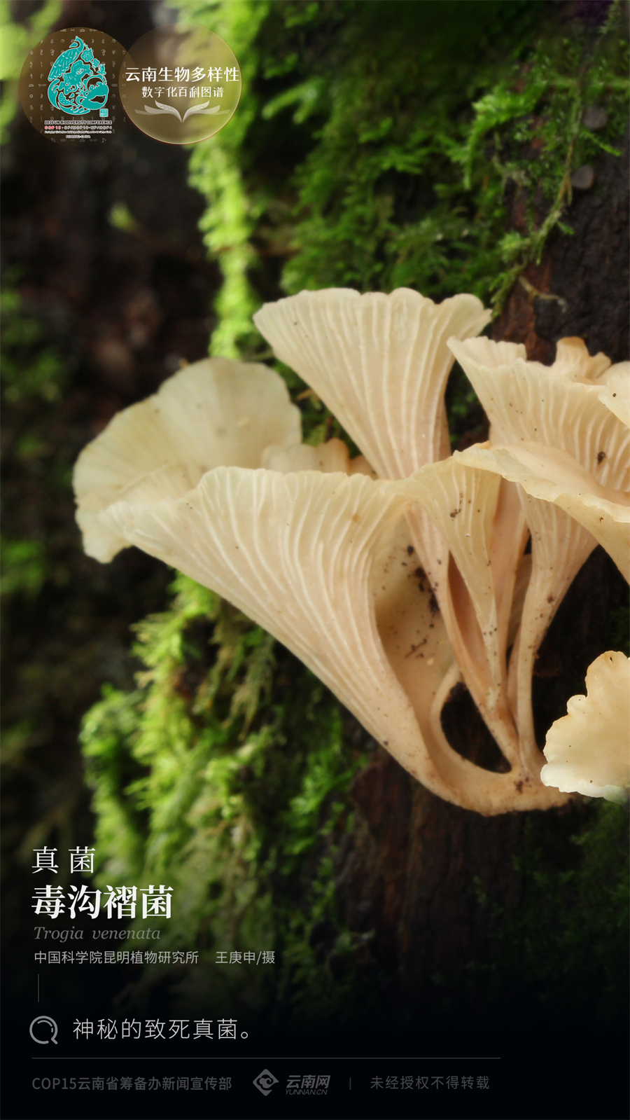 云南生物多样性数字化百科图谱真菌毒沟褶菌神秘的致死真菌