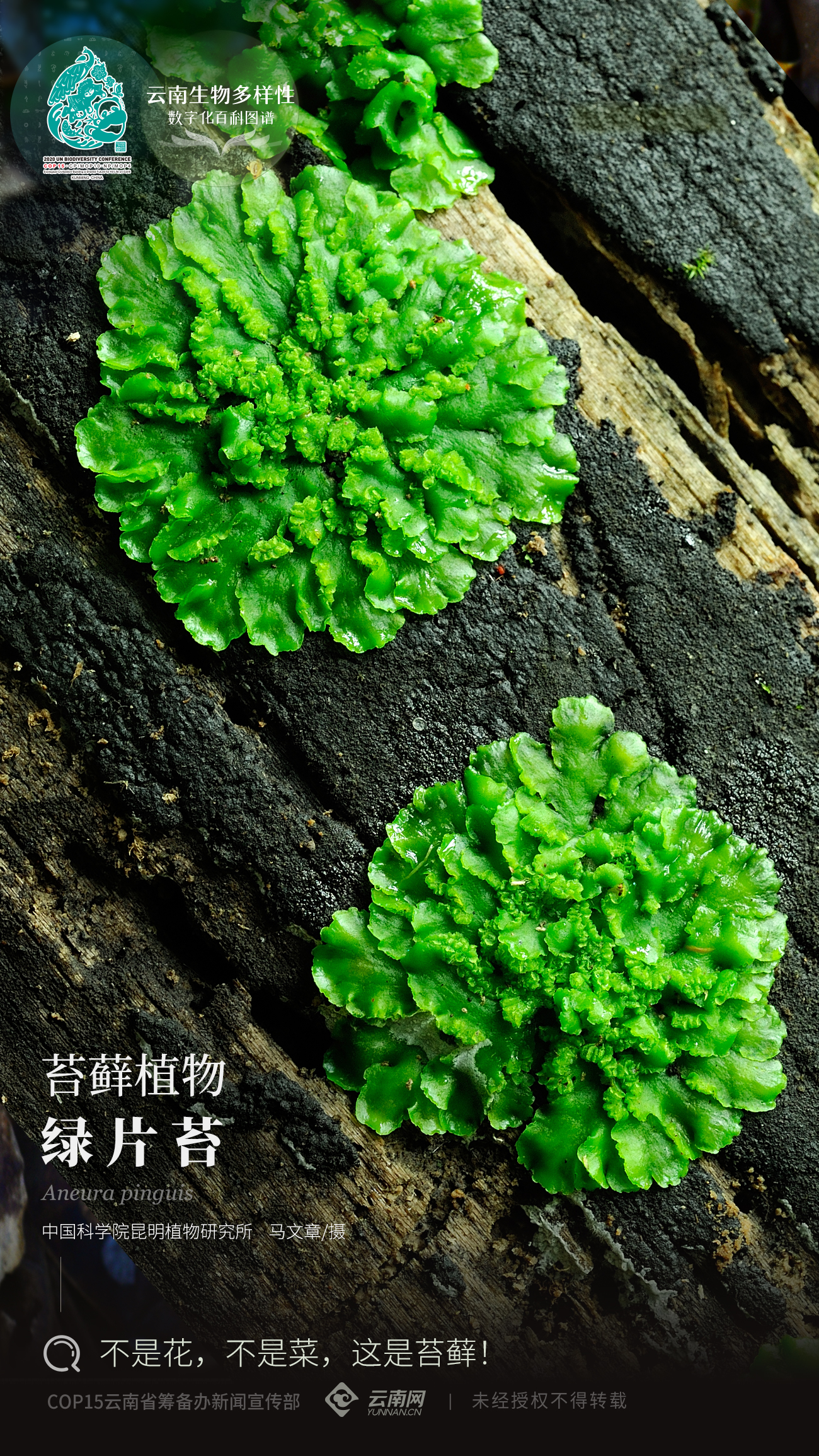 【雲南生物多樣性數字化百科圖譜】綠片苔:不是花,不是菜,這是苔蘚!