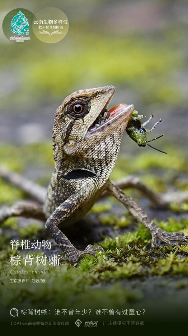 【云南生物多样性数字化百科图谱】棕背树蜥:谁不曾年少?