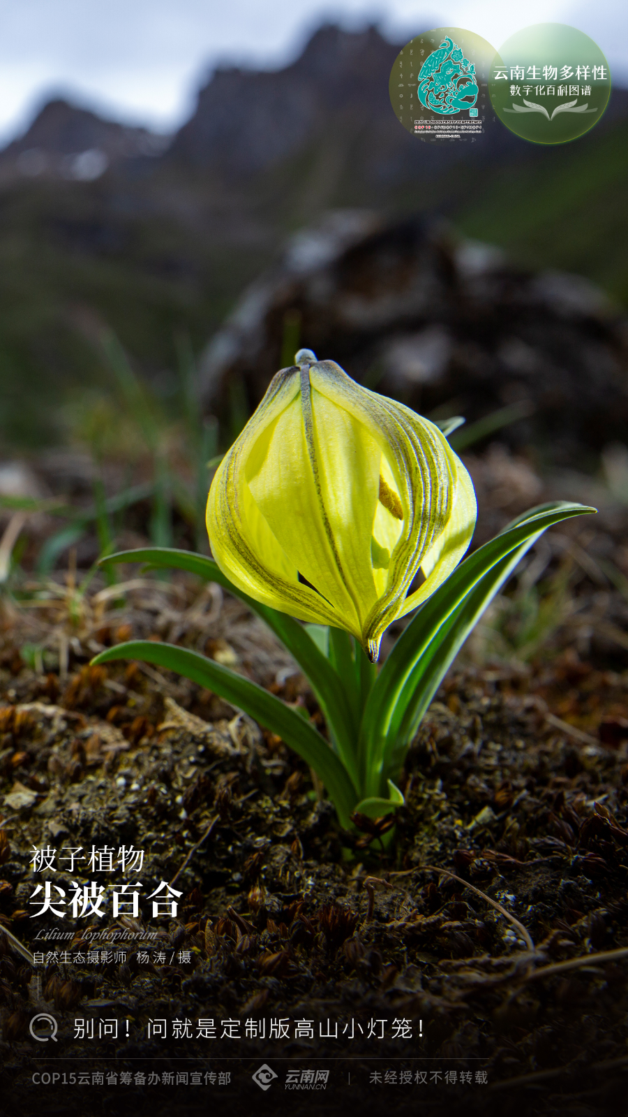 雲南生物多樣性數字化百科圖譜尖被百合別問問就是定製版高山小燈籠