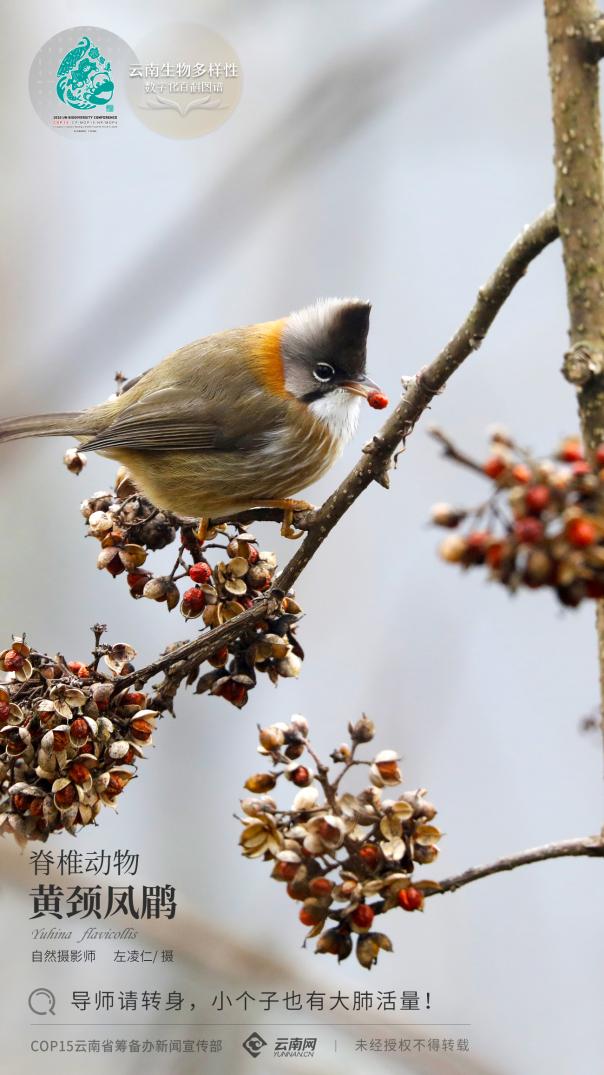 【云南生物多样性数字化百科图谱】黄颈凤鹛:导师请转身,小个子也有大