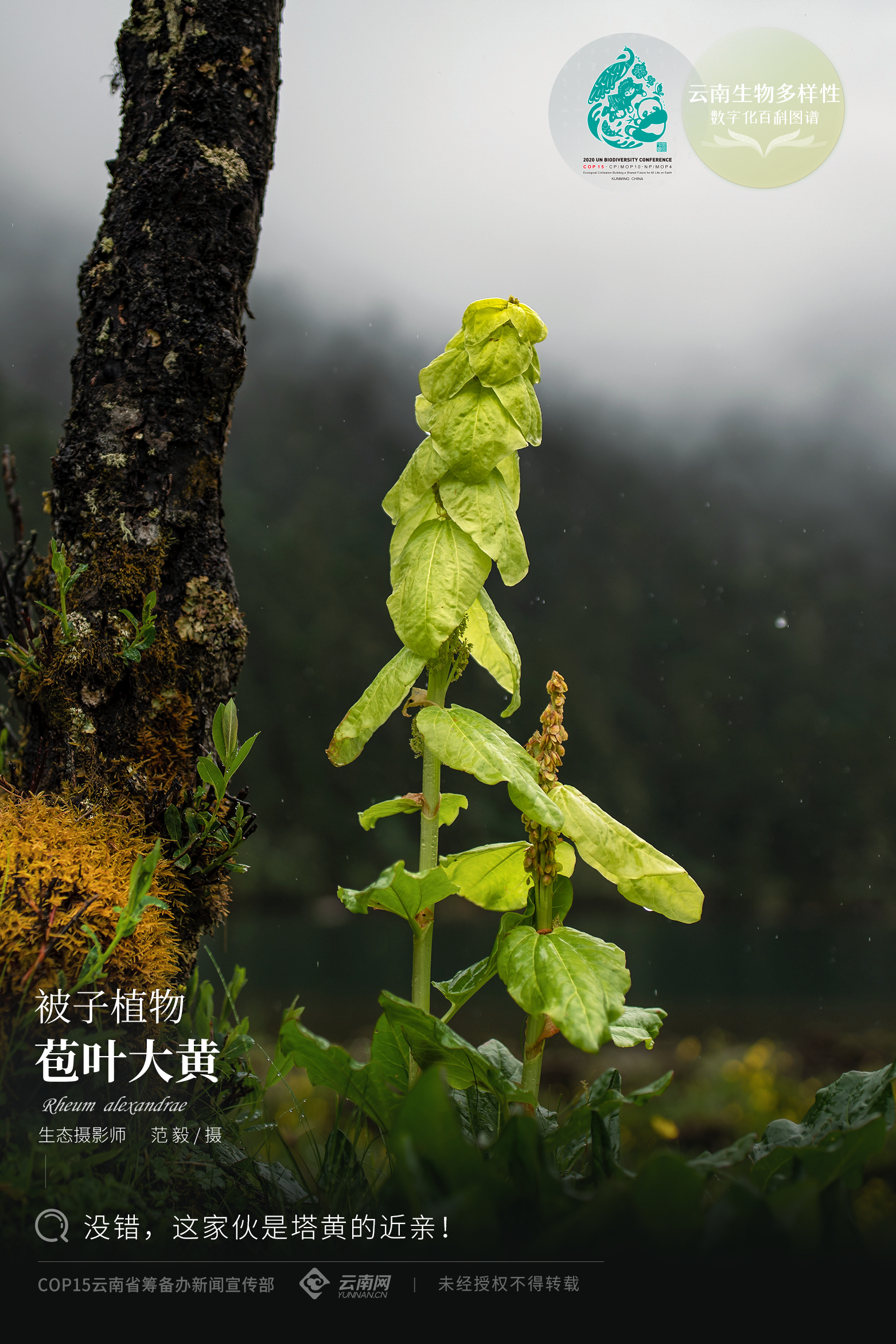 【云南生物多样性数字化百科图谱】苞叶大黄:没错