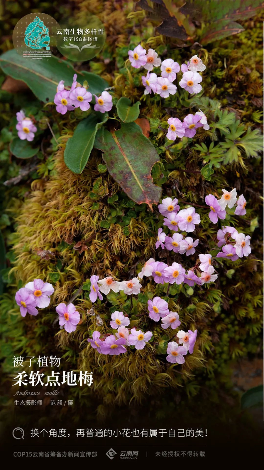 【云南生物多样性数字化百科图谱】柔软点地梅:换个角度,再普通的小花