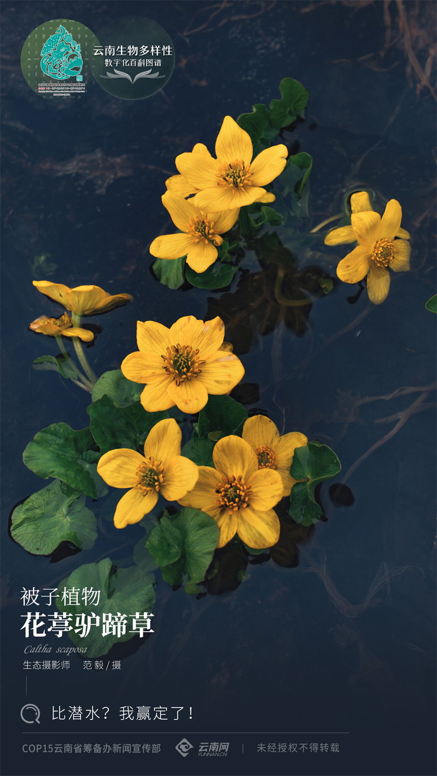 【云南生物多样性数字化百科图谱】花葶驴蹄草:比潜水?我赢定了!_云南