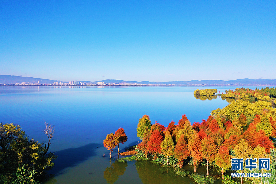云南江川中山杉林扮靓星云湖畔