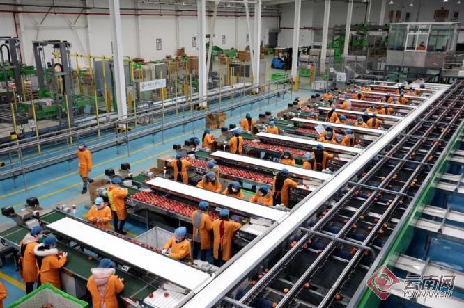 昭通现代化苹果冷链加工物流园生产忙