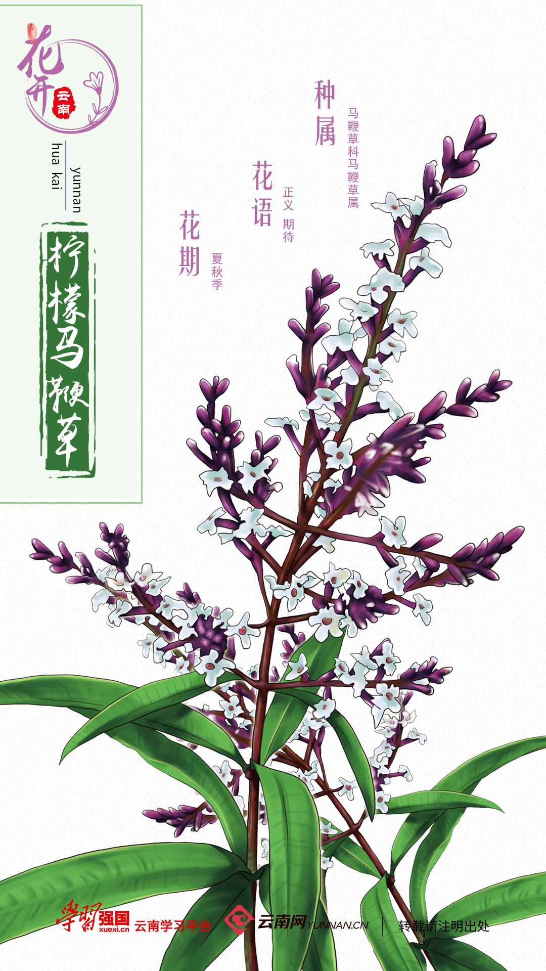 花开云南马鞭草科马鞭草属柠檬马鞭草如梦似幻的紫清新淡雅的香只为给