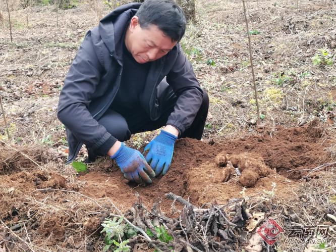 不與農田搶地祿勸林下天麻種植讓綠水青山升值